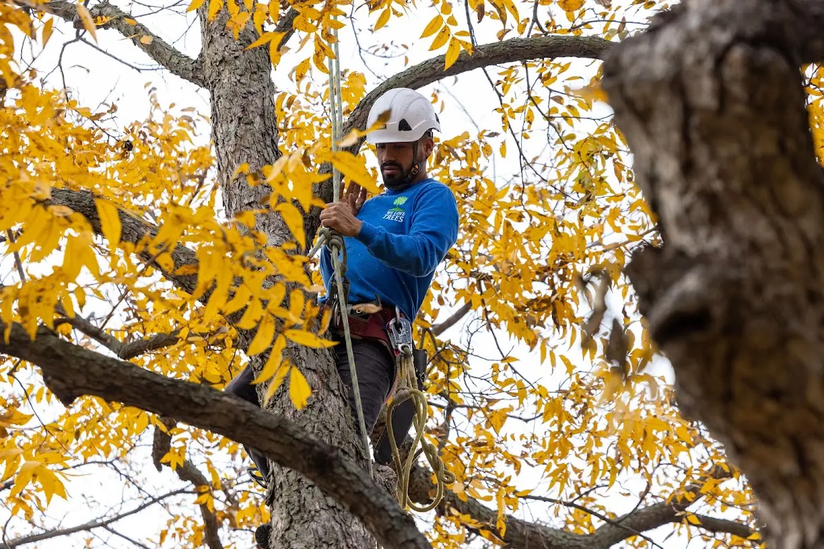 Skilled Tree Transplanting crew working in Napoleon